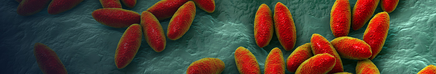 Brucella melitensis bacteria
