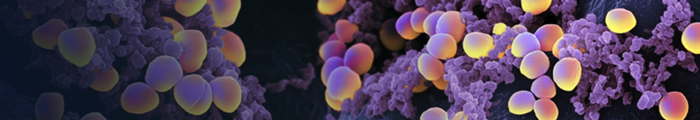 Staphylococcus aureus banner