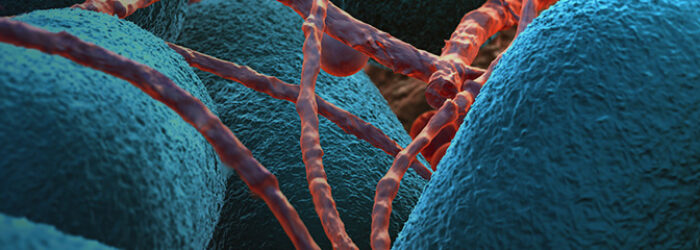 Escherichia Coli bacteria
